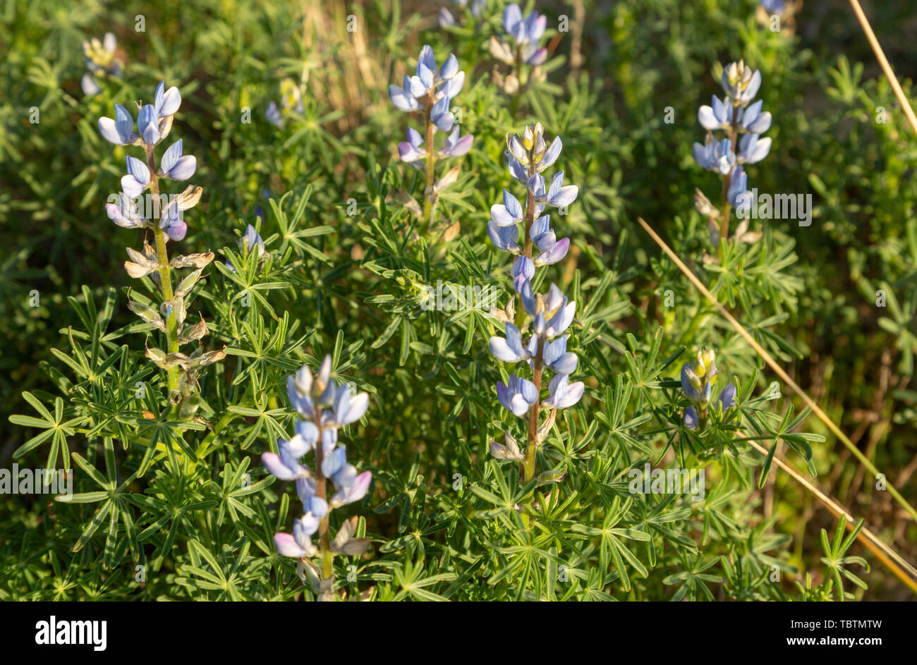 Narrow-leafed lupin, Lupinus angustifolius, blue flowers, vegetation Rota Vicentina Fishermen's Trail, Odeciexe, Algarve, Portugal Stock Photo