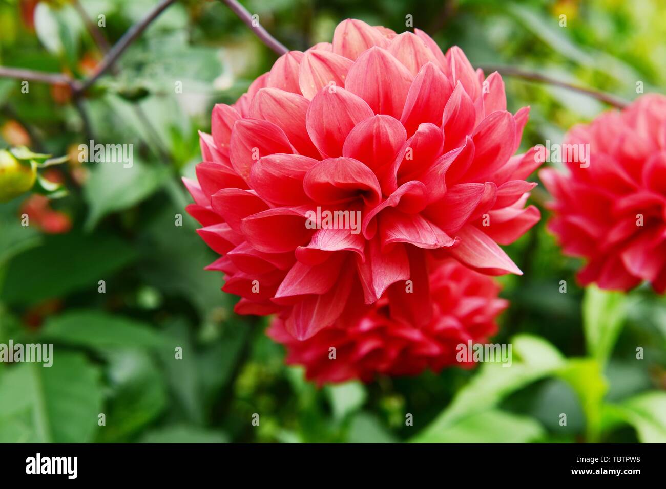 Chrysanthemums and dahlias hires stock photography and images Alamy