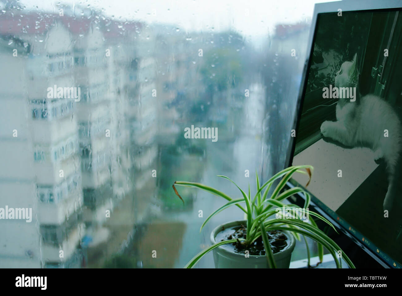 There is a cat's computer screen and the rain outside the window ...