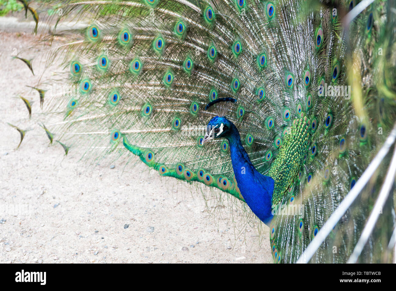 Natural beauty. Peacock bird. Zoo concept. Peacock in natural environment nature background. Male peacock with colorful blue green feathers elevated in courtship is staring straight ahead. Stock Photo