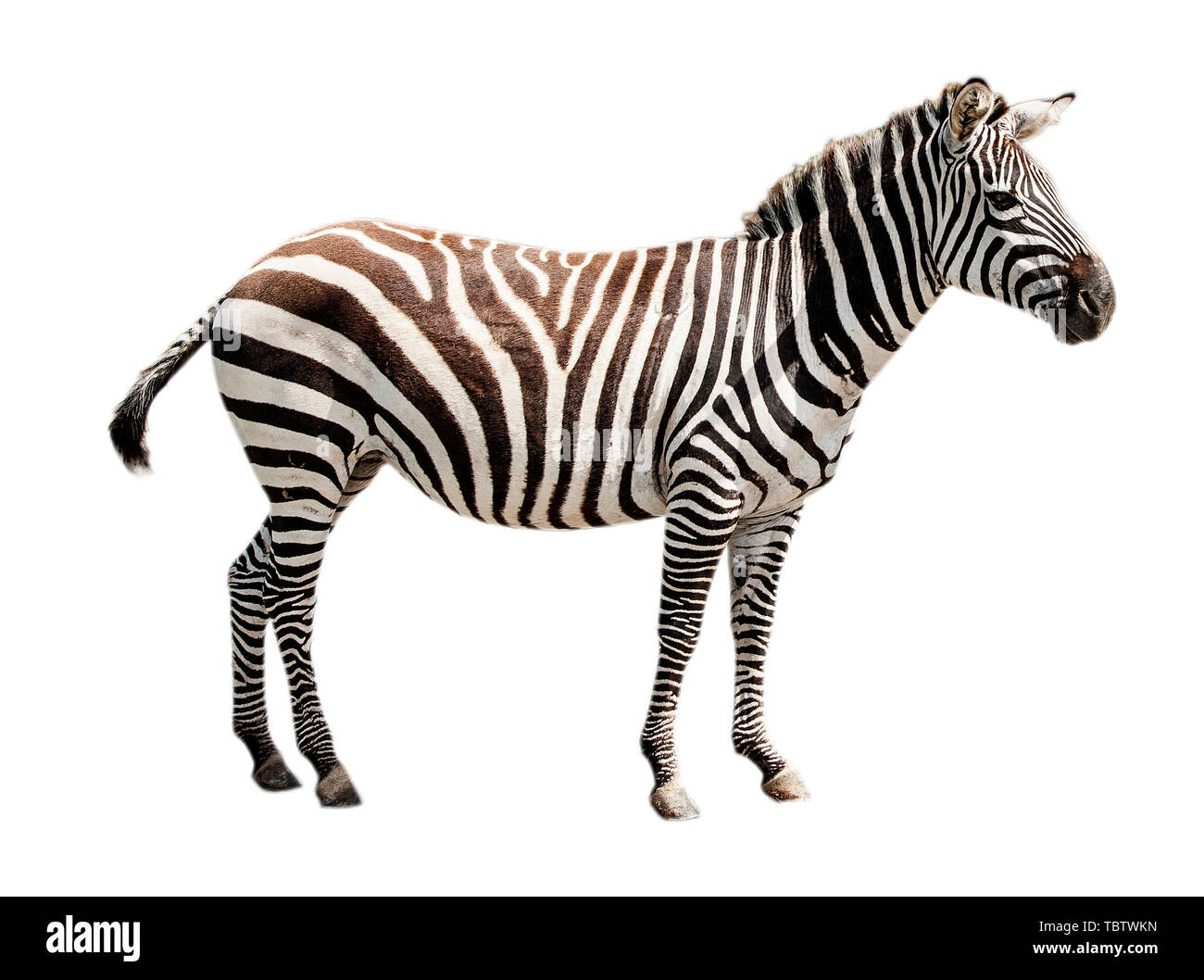 Zoo single  burchell zebra isolated on white background Stock Photo