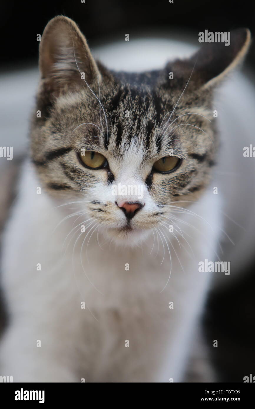 Cats. Stock Photo
