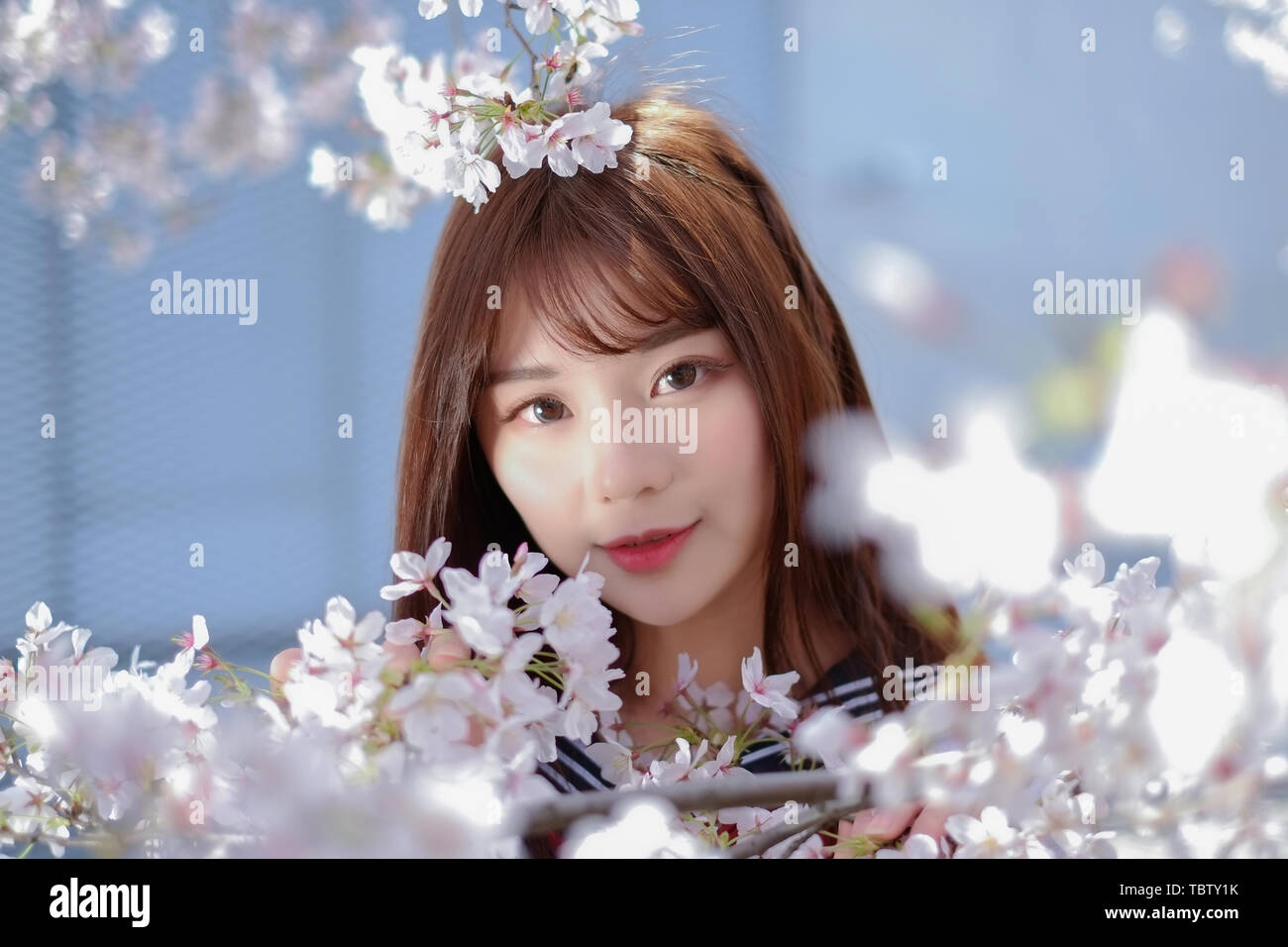 Beauty portrait cherry blossom powder girl Stock Photo Alamy