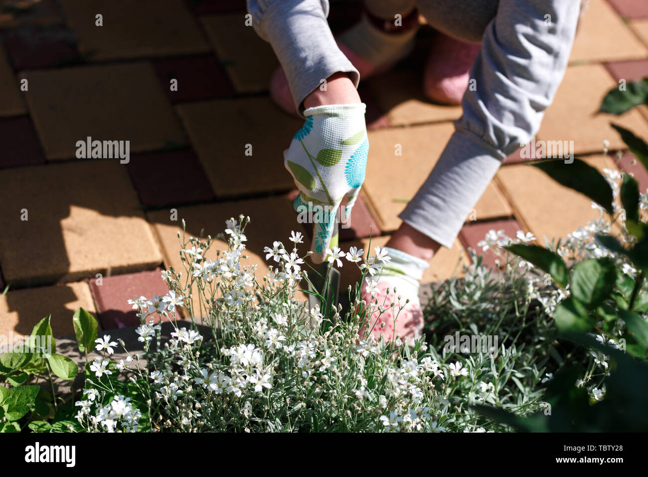 Removing weed hi-res stock photography and images - Alamy