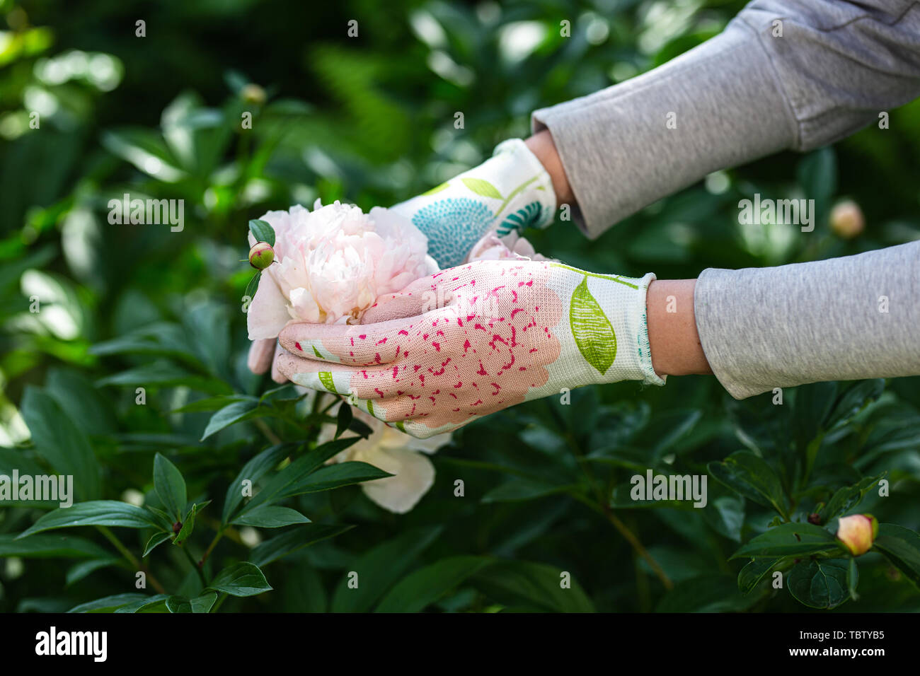 Woman gardener holding a peony in her hand. Stock Photo