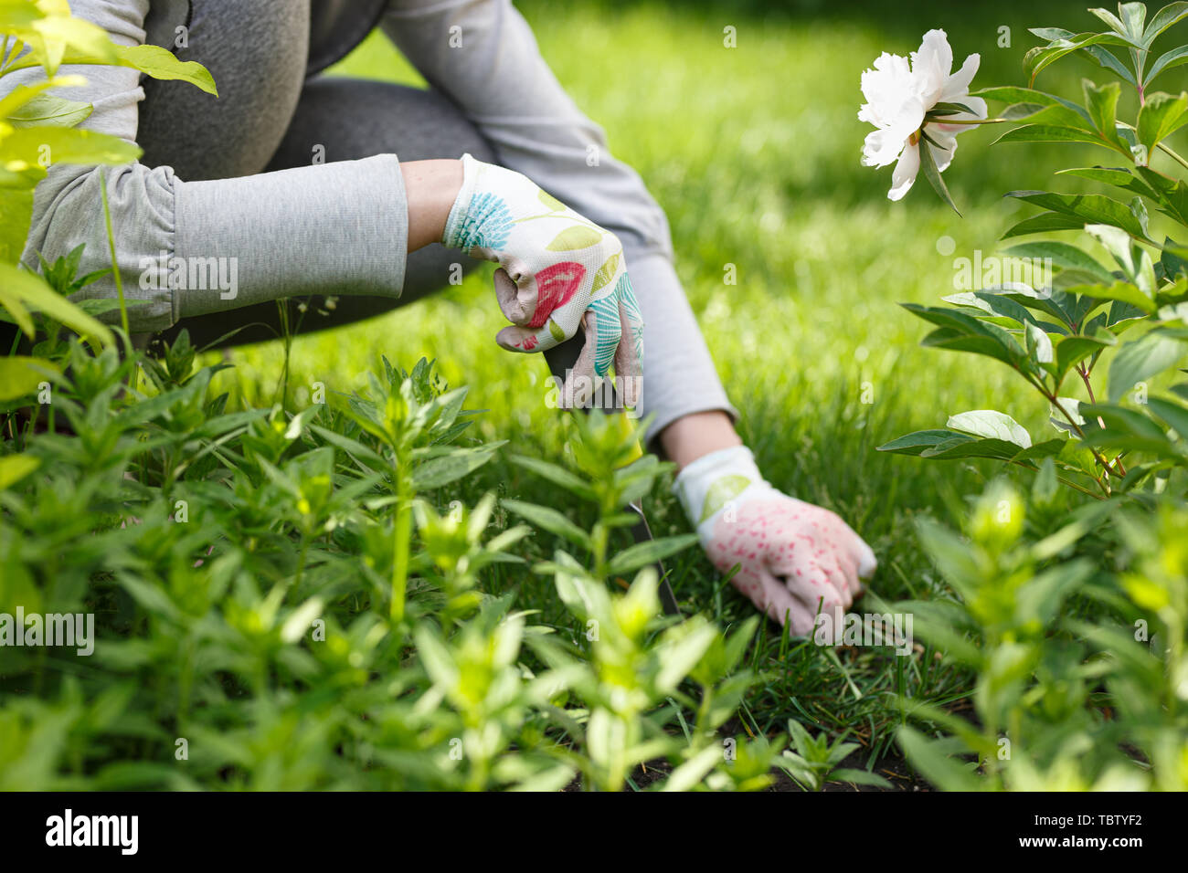 Photo of gardener removing weed from soil Stock Photo - Alamy