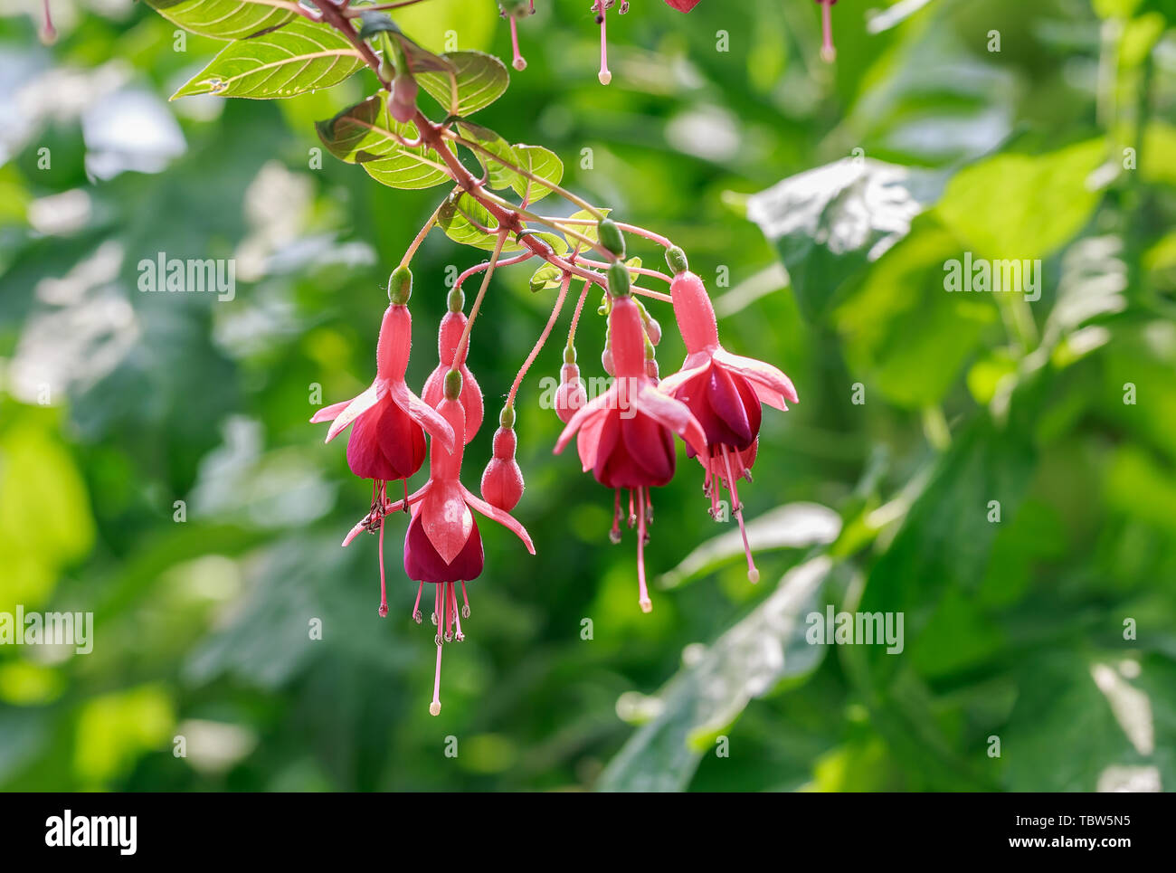 Red upside down Admiralty flower Stock Photo Alamy