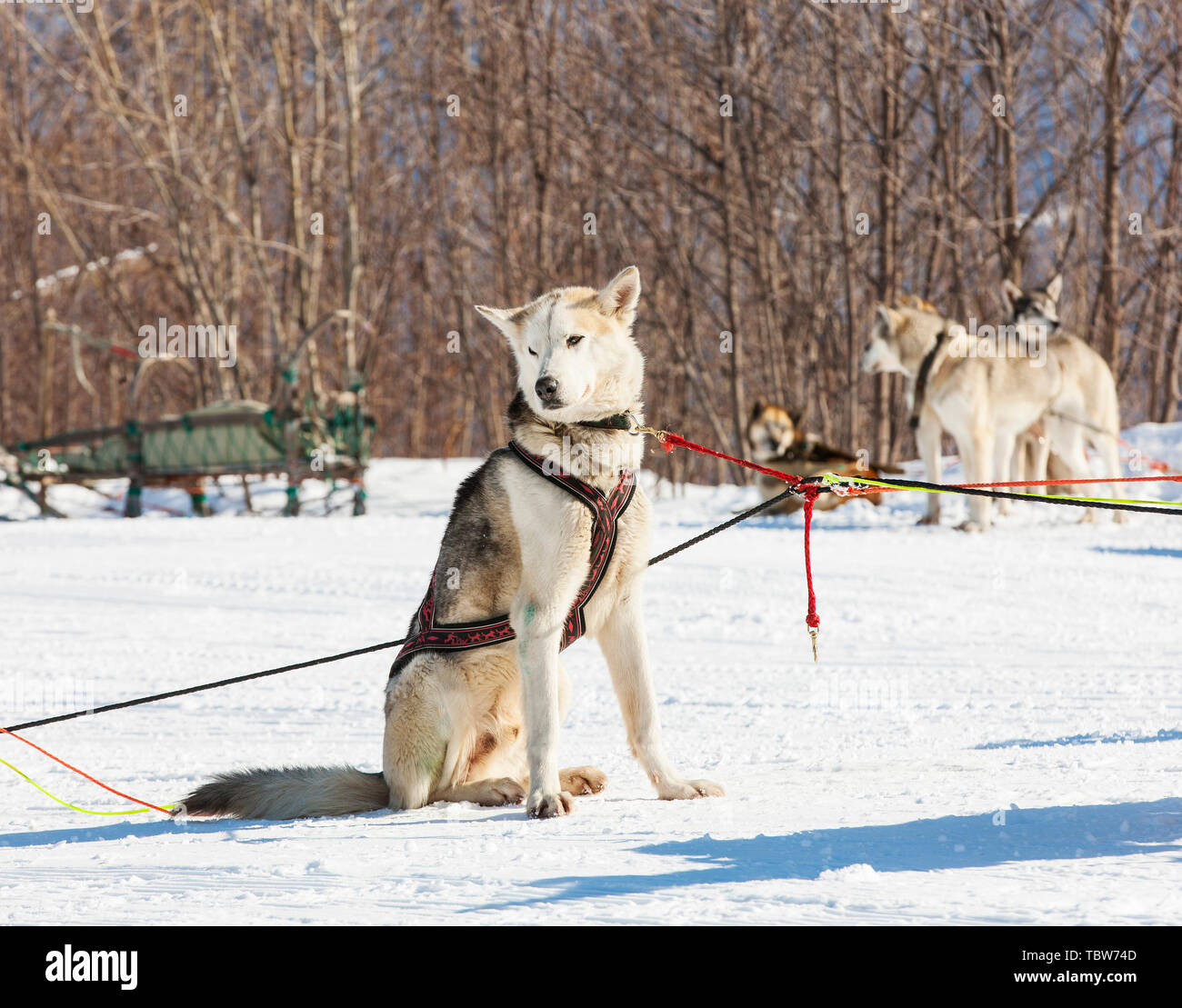 Husky sled dogs wait for a rest on the snow Stock Photo - Alamy