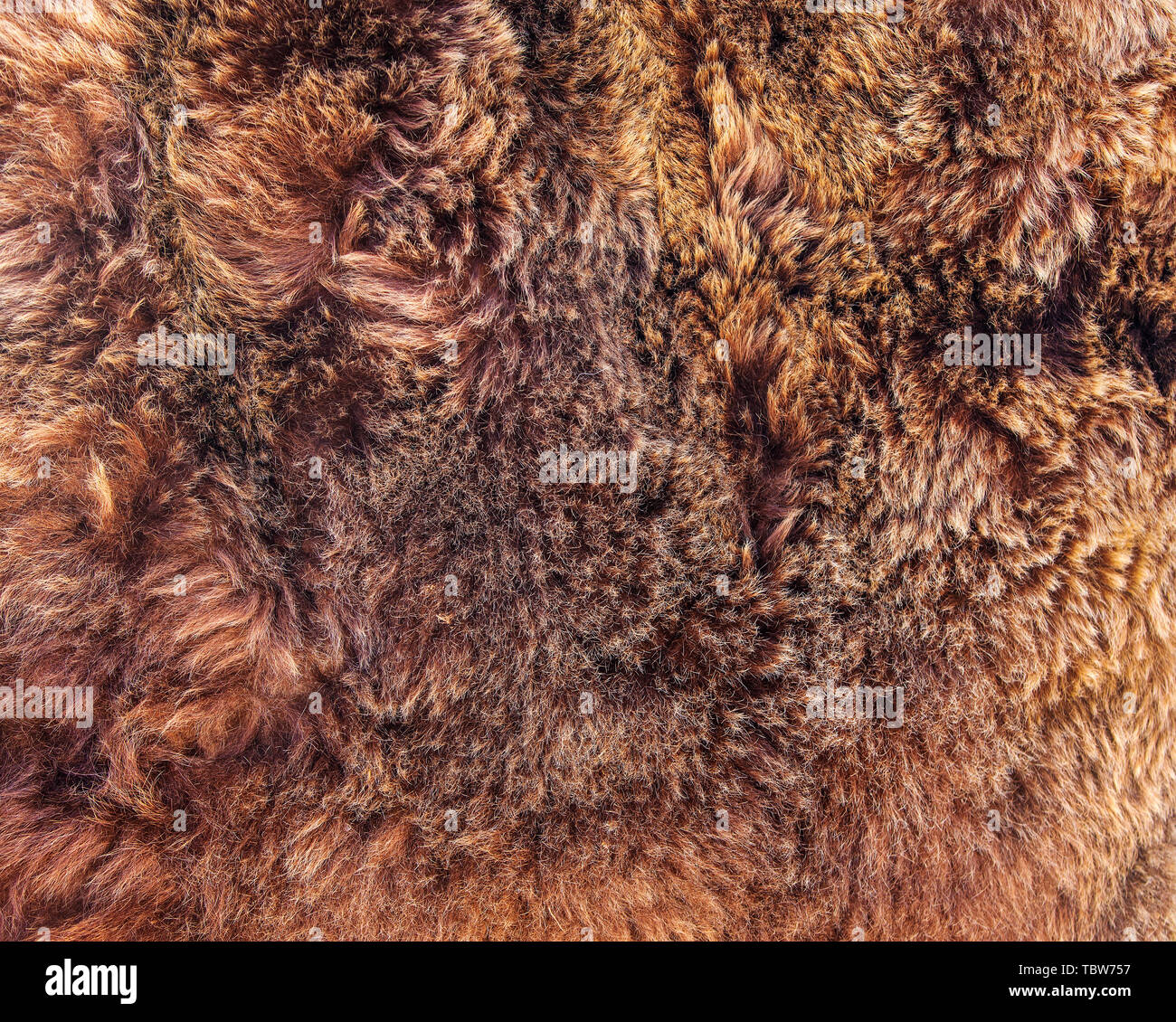 texture of brown bear fur Stock Photo