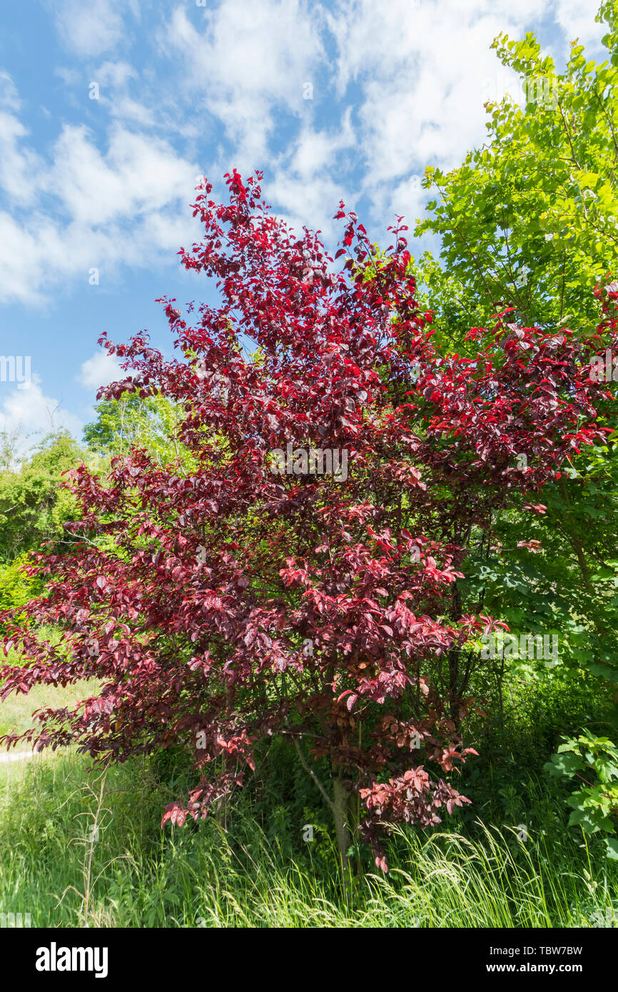 Small Prunus cerasifera tree (Cherry Plum tree or Purple Leaf Plum tree) with purple or reddish foliage (leaves) shown in Summer (early June) in UK. Stock Photo