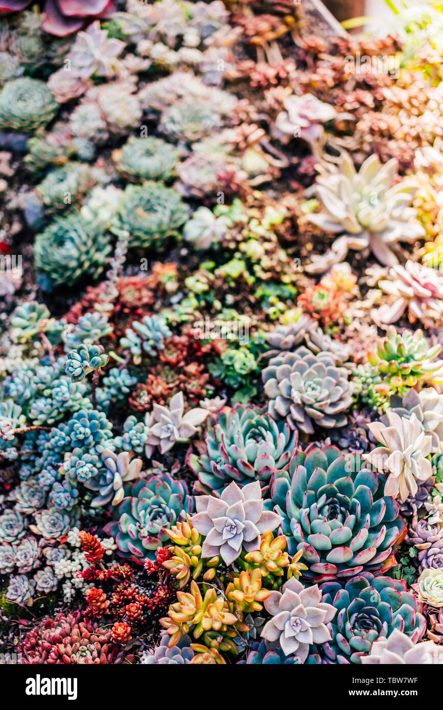 Fleshy plants hires stock photography and images Alamy