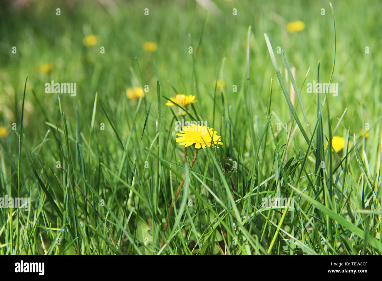 Dandelion farm hi-res stock photography and images - Alamy