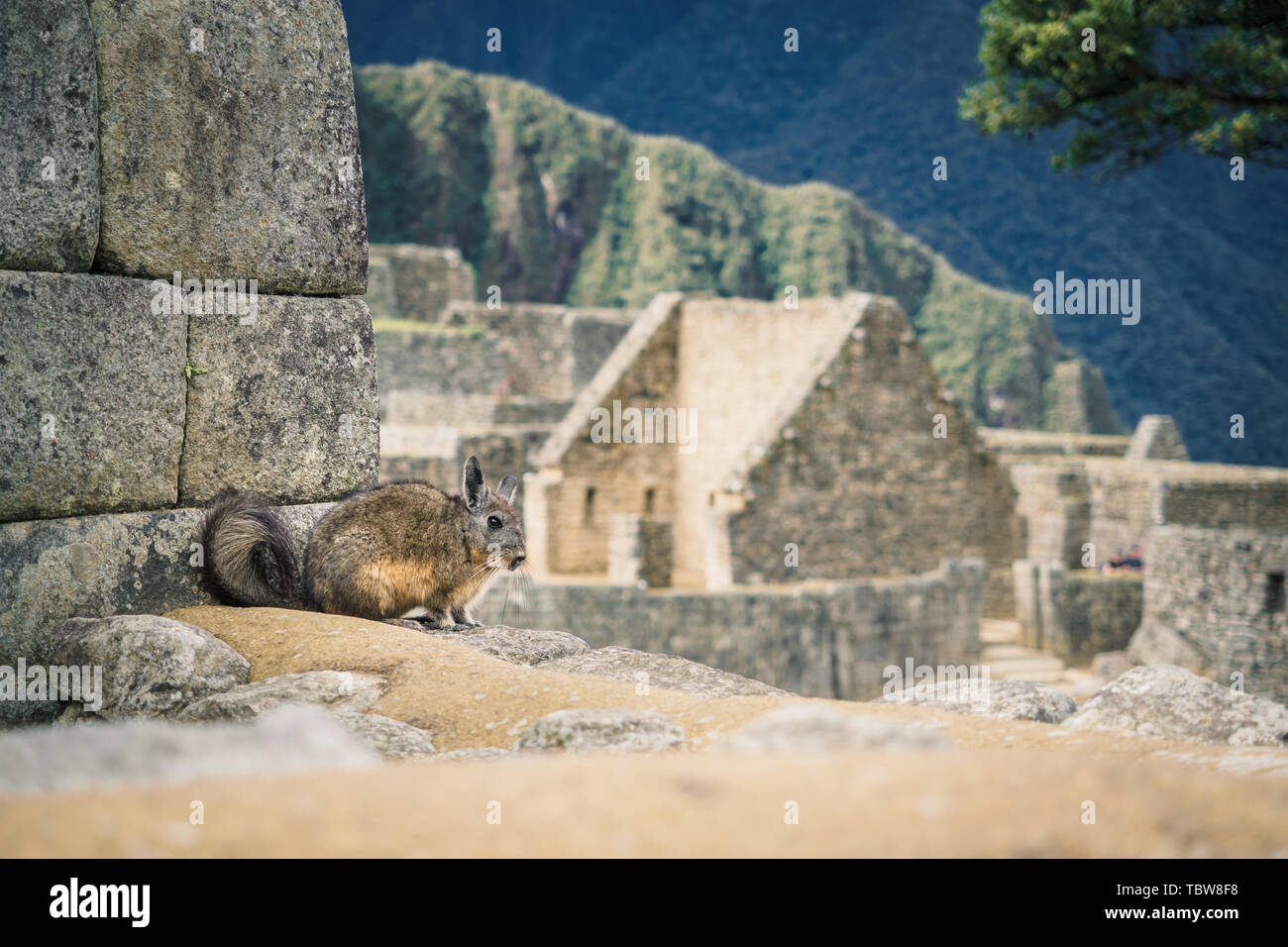 A vizcacha in the Inca ruins of Machu Picchu in Peru, near Cuzco Stock Photo