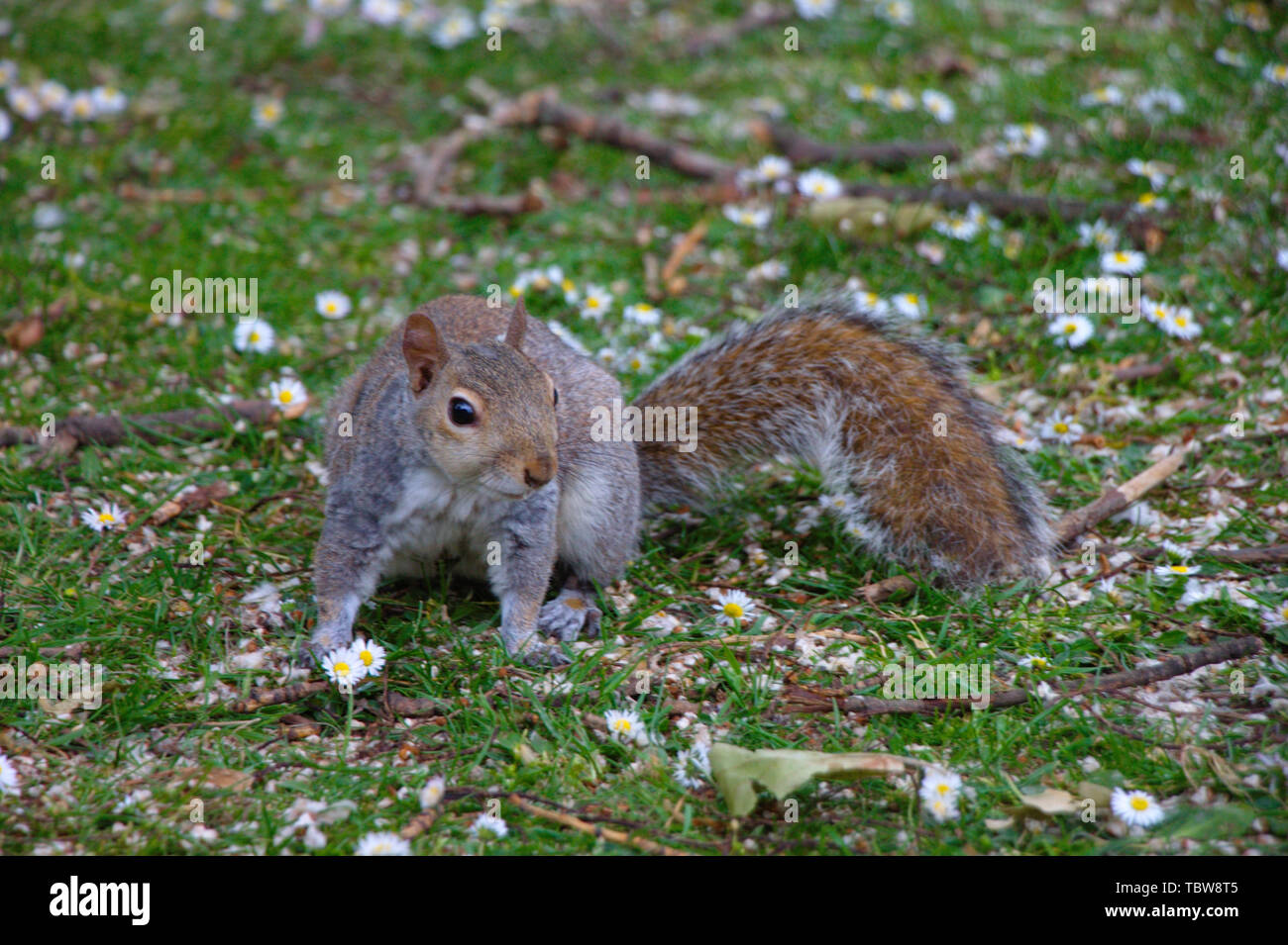 Grey squirrel standing on a lawn with daisies. Stock Photo