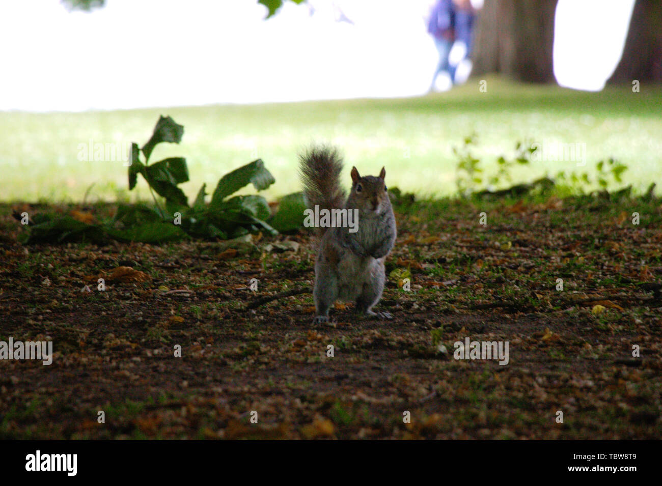Grey squirrel sitting in the shadow of a tree in the Hyde park, London. Stock Photo