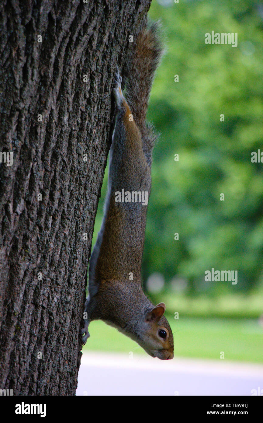 grey squirrel stretching on a tree trunk. Hyde park, London. Stock Photo