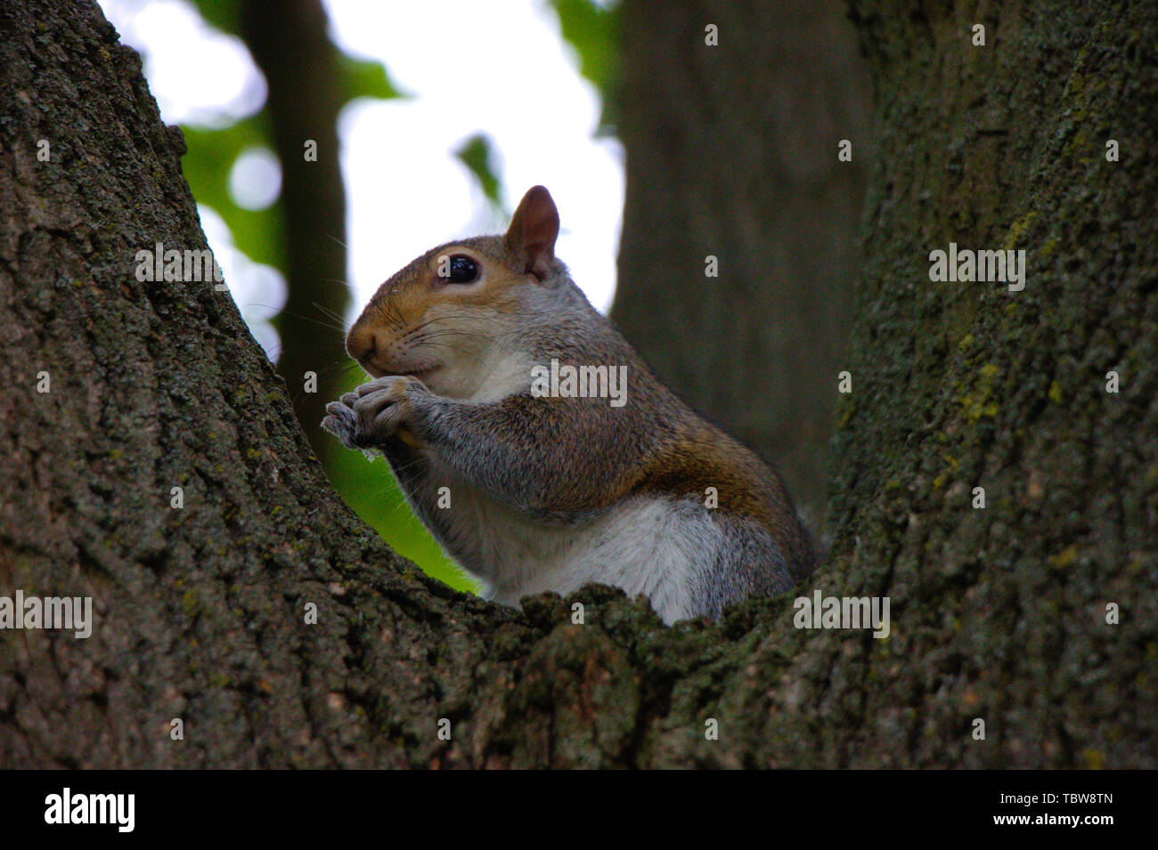Squirrel sitting on a tree. Hyde park, London. Stock Photo