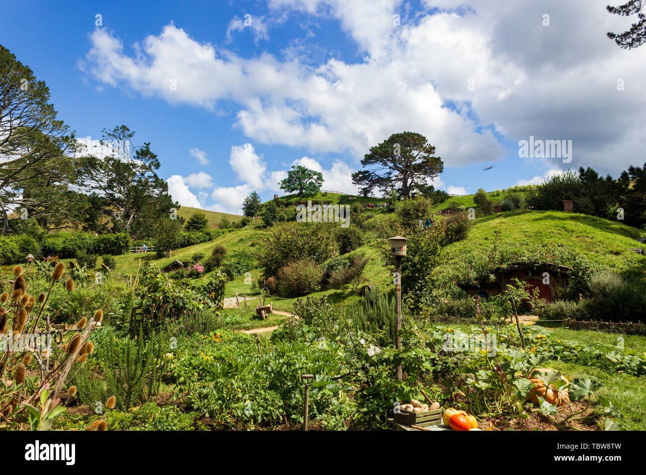 Hobbiton, Movie Set of the Lord of the Rings Movies, Auenland, New Zealand Stock Photo