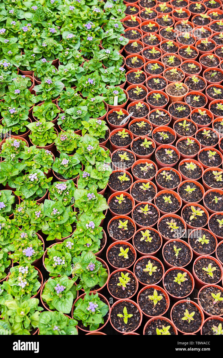 Seedlings in pots, asteraceae, ageratum Stock Photo