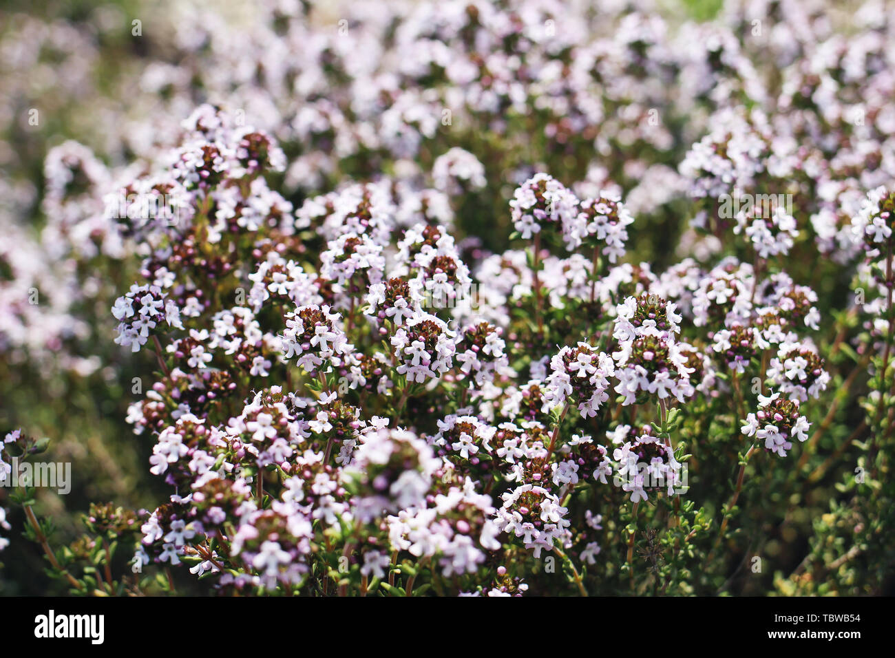 Close up beautiful blooming thyme Thymus officinalis. Herbal flower