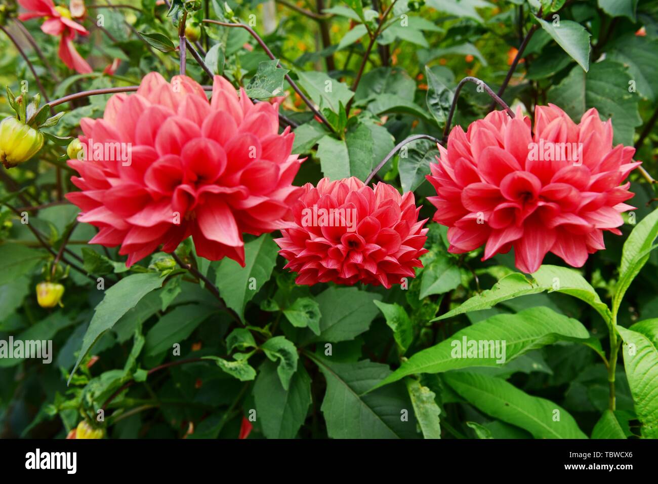 Chrysanthemums and dahlias hires stock photography and images Alamy