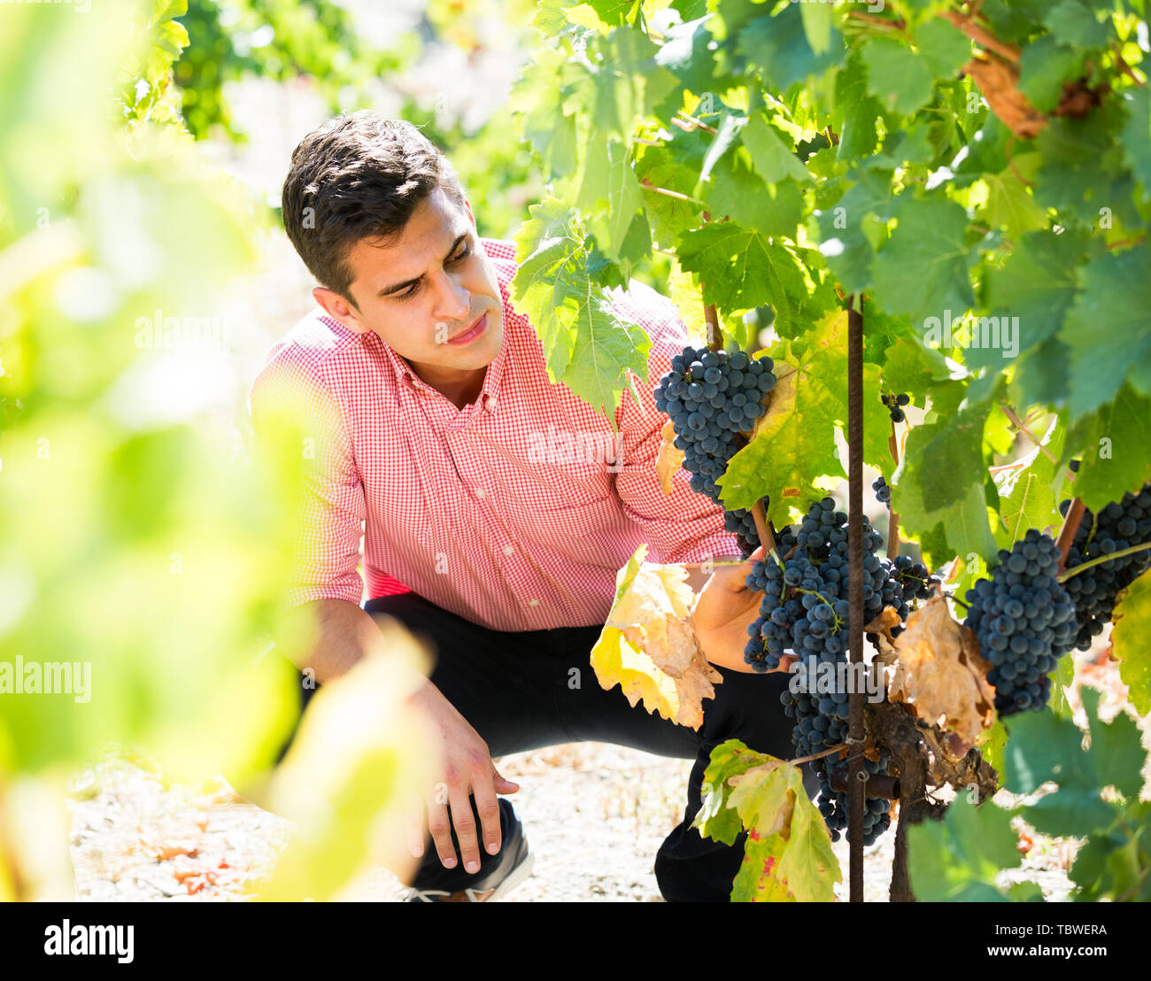 male vineyard worker cutting clusters of wine grape Stock Photo