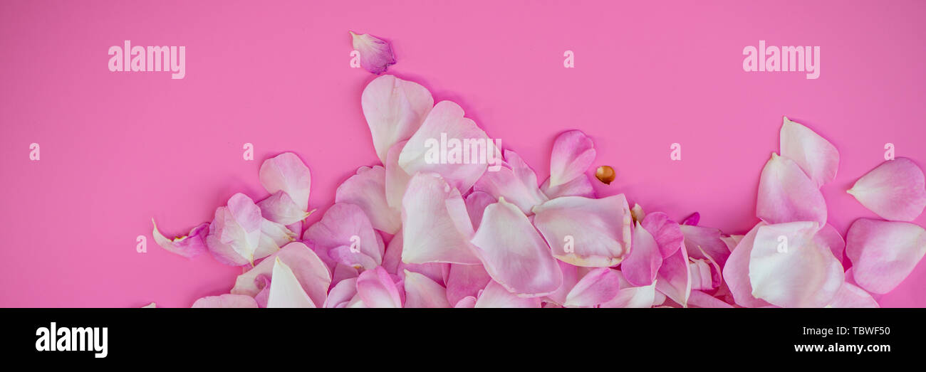 Rose Petals On A Pink Background Web Banner For Your Design Stock