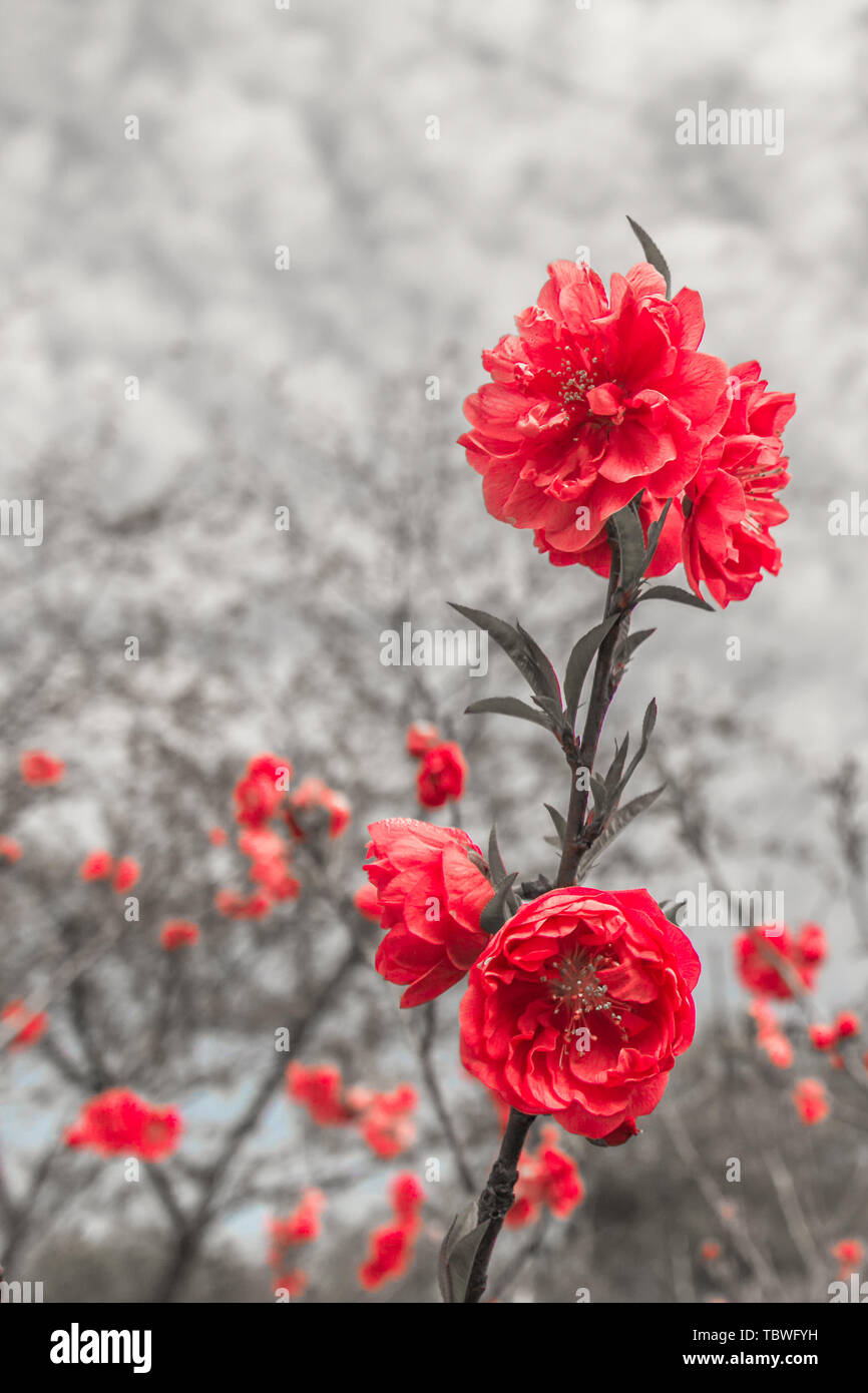 Art flower plant hi-res stock photography and images - Alamy