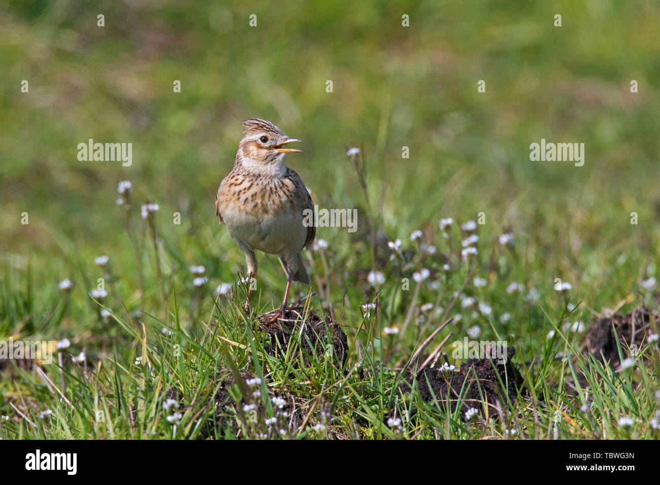 Eurasian skylark (Alauda arvensis) calling / singing in field / meadow in spring Stock Photo