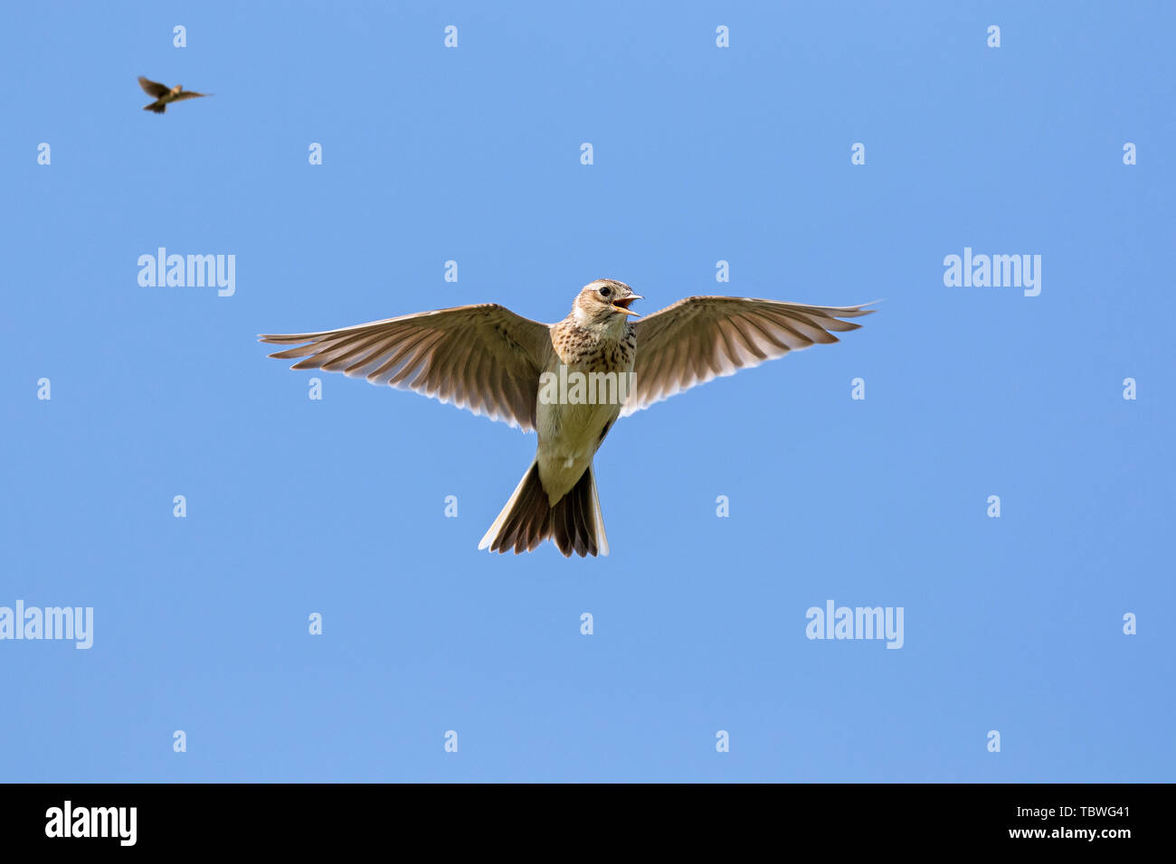 Two Eurasian skylarks (Alauda arvensis) singing in flight against blue sky Stock Photo