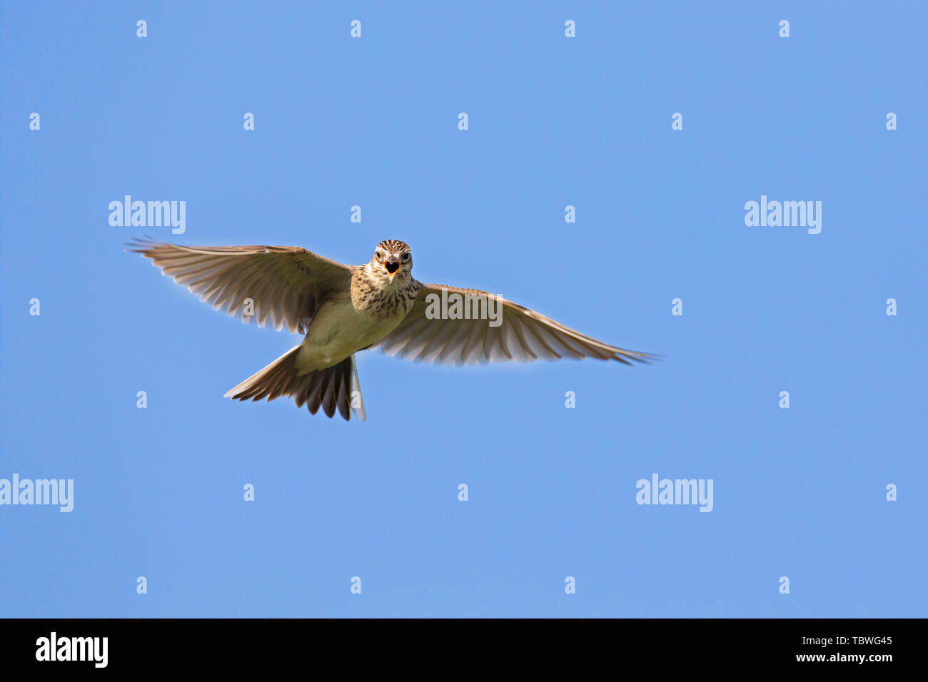 Eurasian skylark (Alauda arvensis) singing in flight against blue sky in spring Stock Photo