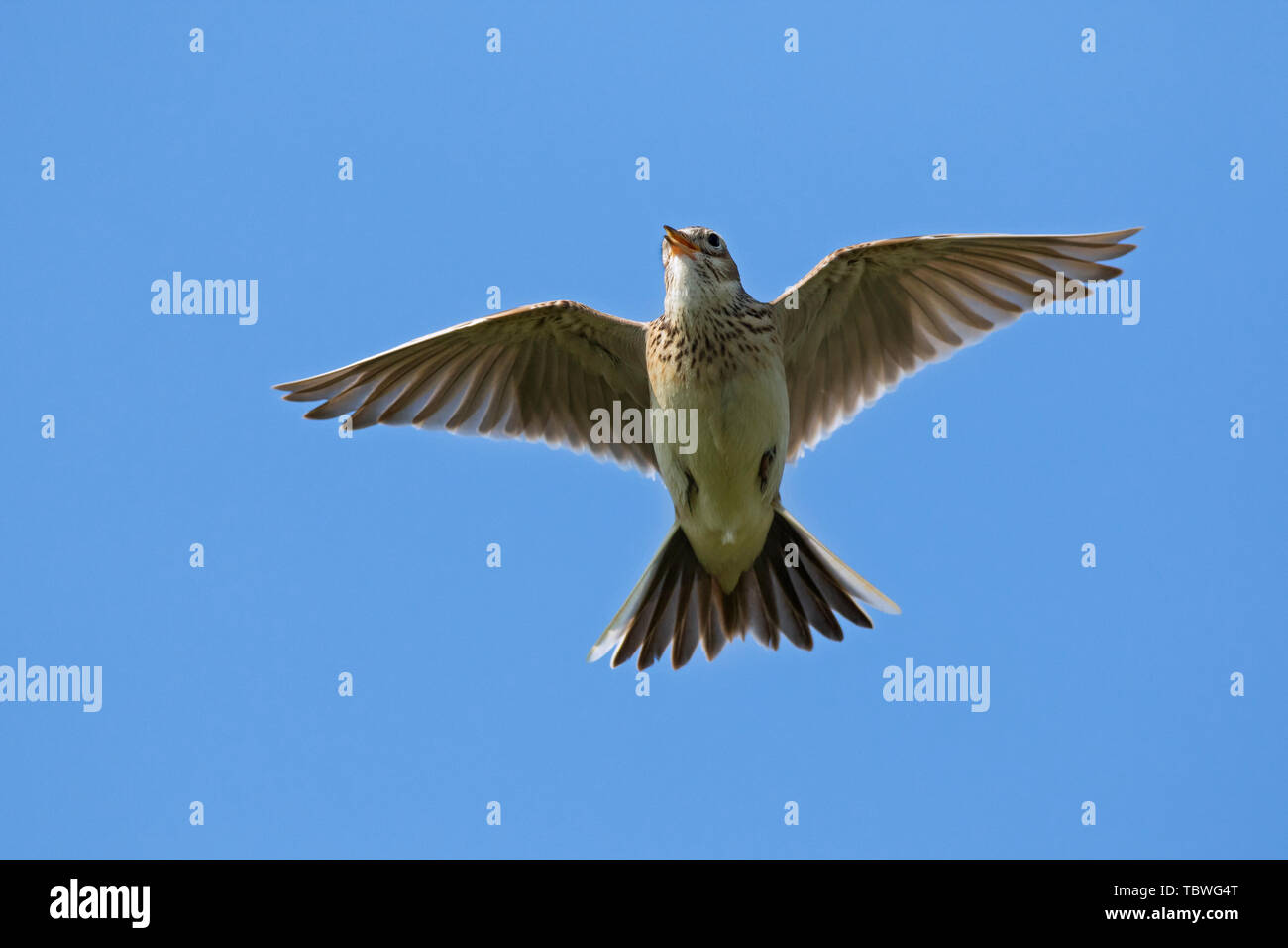 Eurasian skylark (Alauda arvensis) singing in flight against blue sky Stock Photo