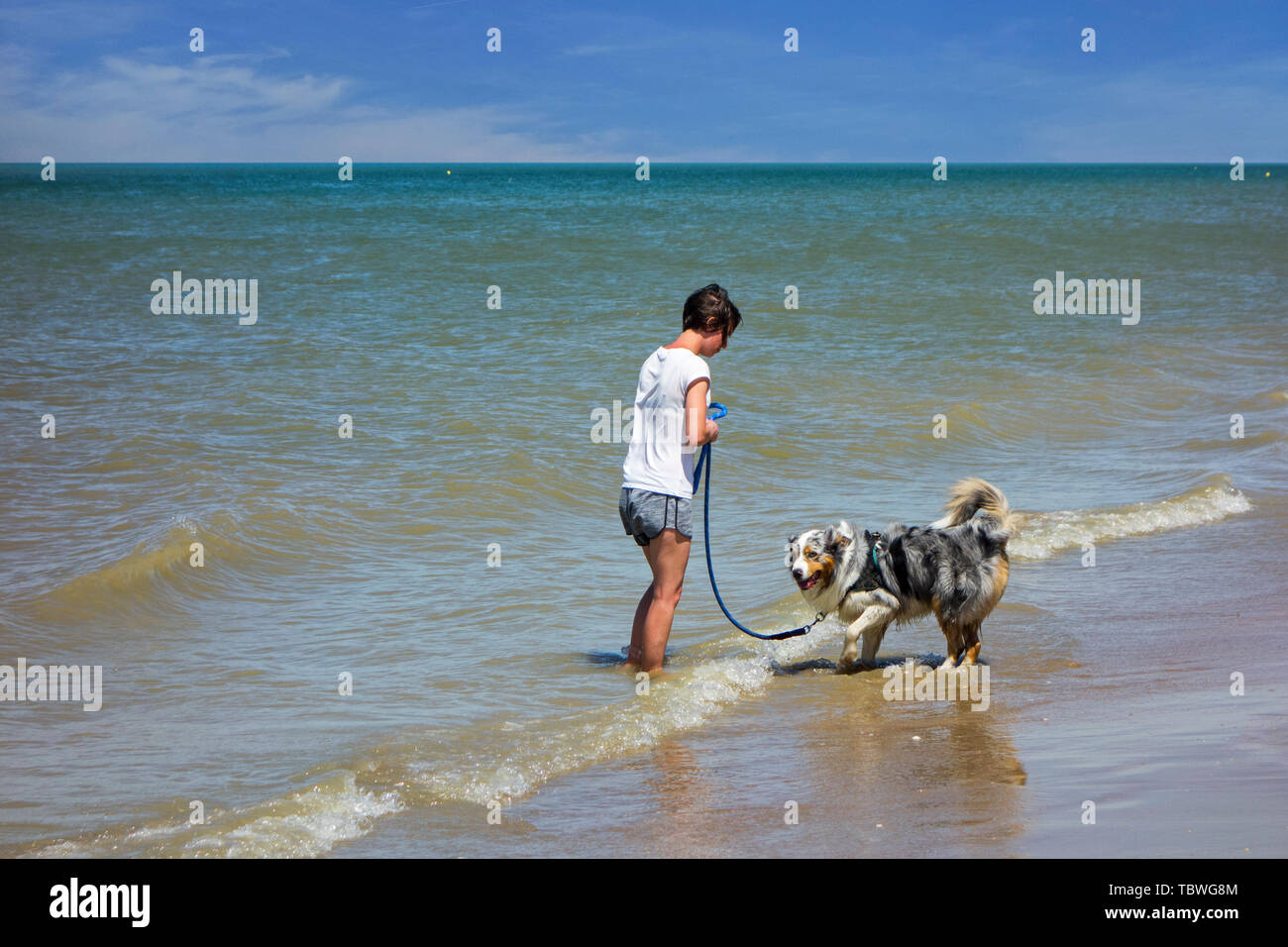 Female dog owner teaching insecure / scared dog to get used to sea water and getting wet by paddling in the surf Stock Photo