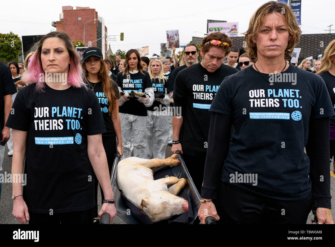 (EDITORS NOTE: Image depicts death) Animal rights activists carry a ...