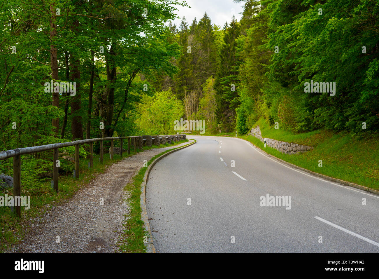 curvy street, green forest, no people, cars Stock Photo
