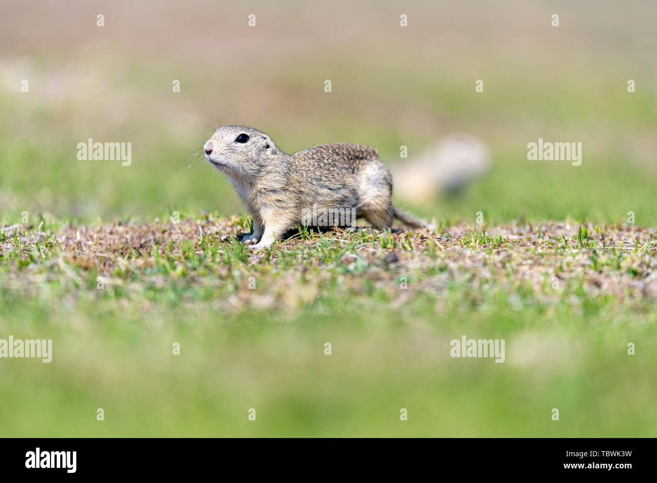 A wild european ground squirrel (Spermophilus citellus), also known as the European souslik in their habitat. Early spring. Stock Photo