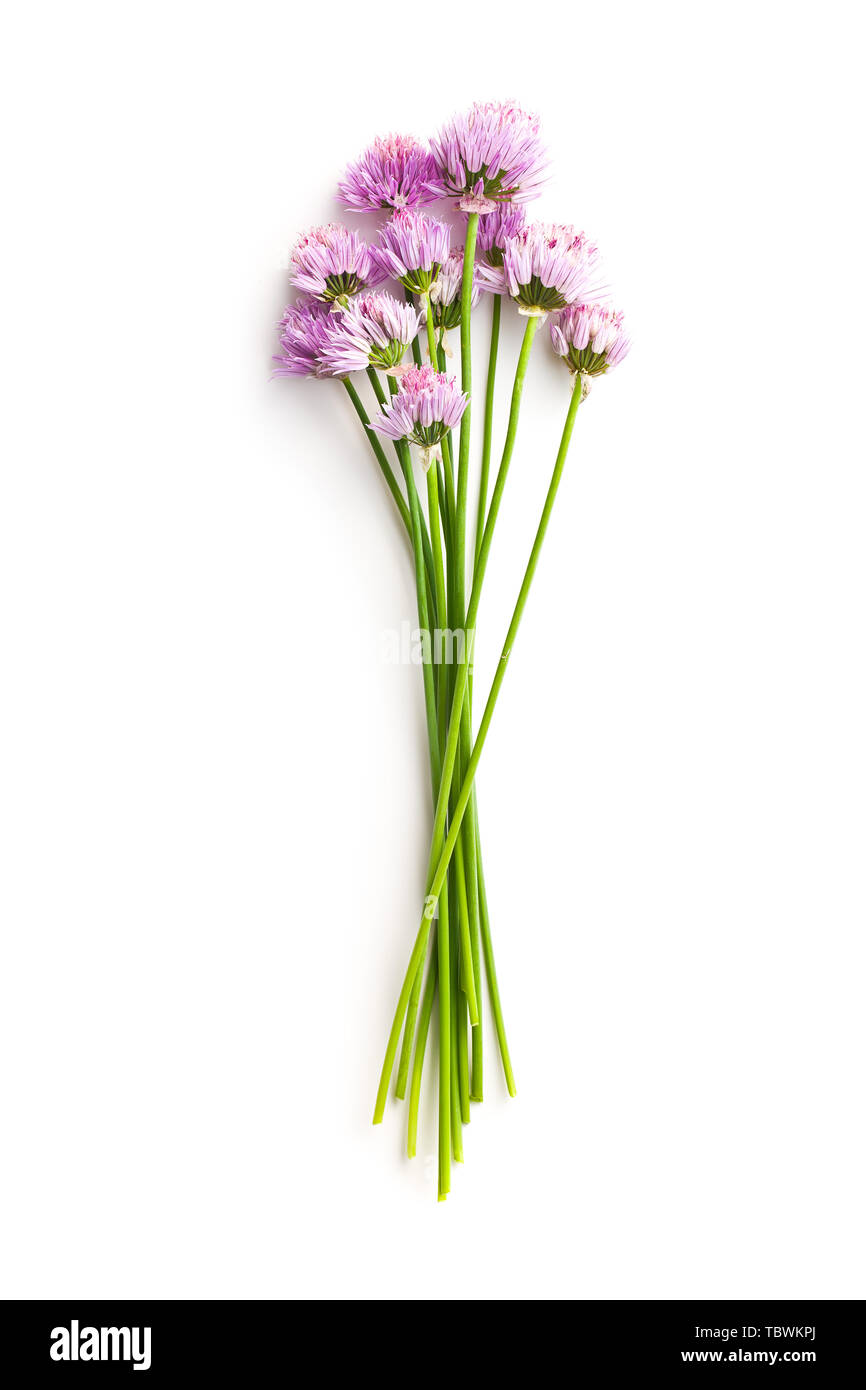 Chives with Flowers isolated on white background Stock Photo Alamy