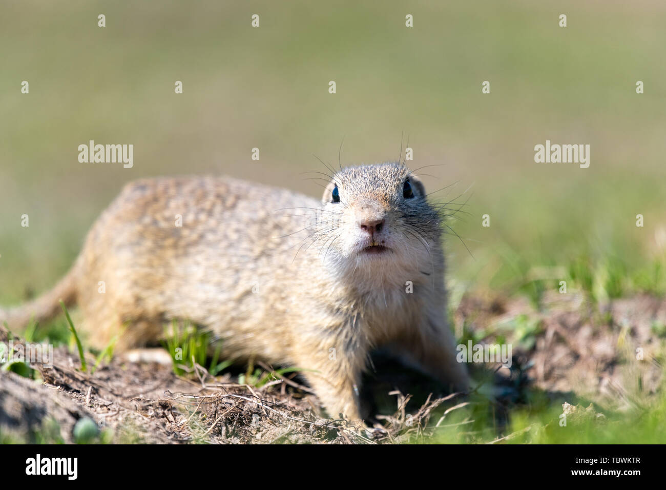 A wild european ground squirrel (Spermophilus citellus), also known as the European souslik in their habitat. Early spring. Stock Photo