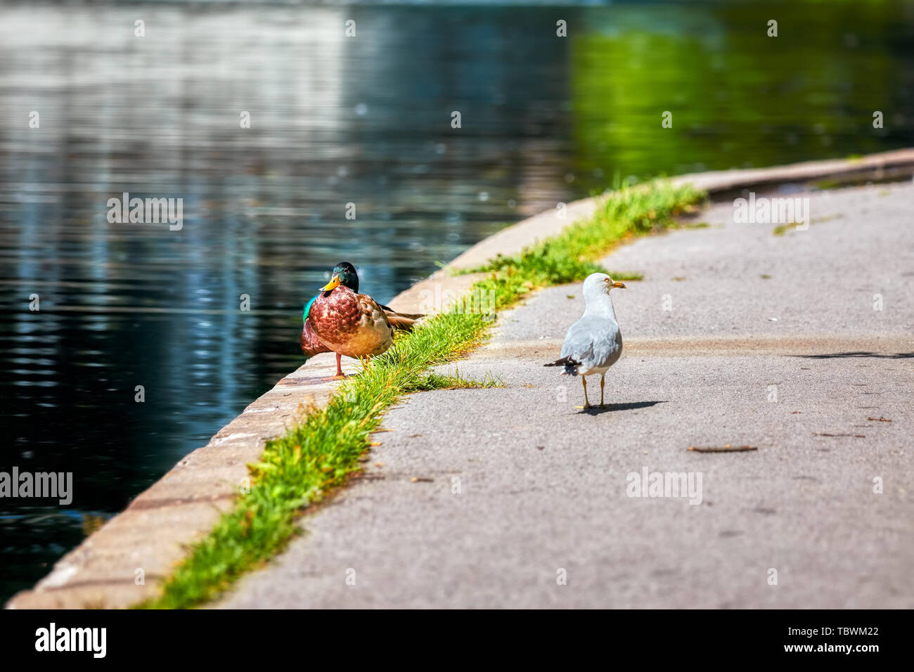 A mallard duck and a seagull walking on opposite sides on a walkway near the pond. Opposition, adversity, contrast and conflict concept. Stock Photo