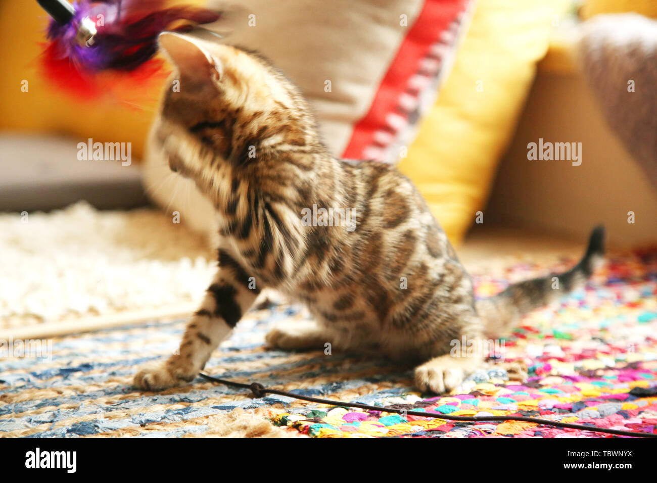 Bengali leopard cat Stock Photo - Alamy