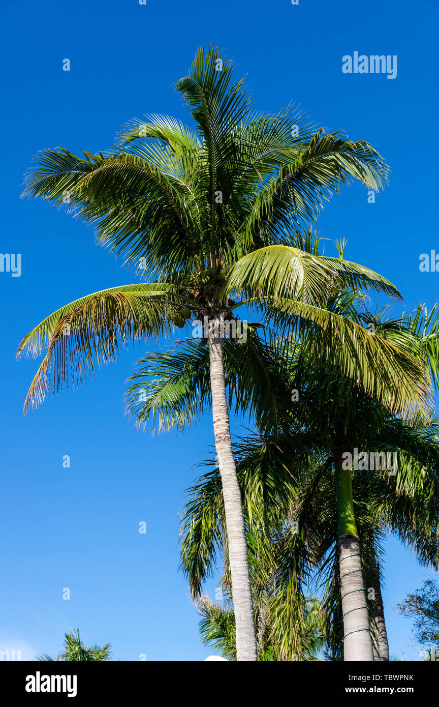 Coconut Palm tree inside the South Seas Island Resort. Captiva Island, Florida Stock Photo