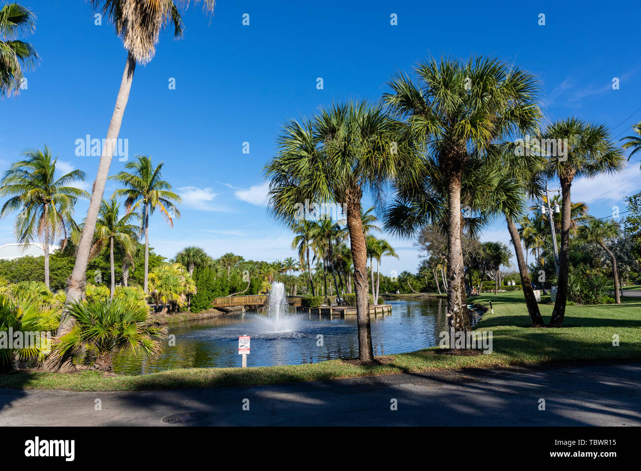 Coconut Palm tree inside the South Seas Island Resort. Captiva Island, Florida Stock Photo