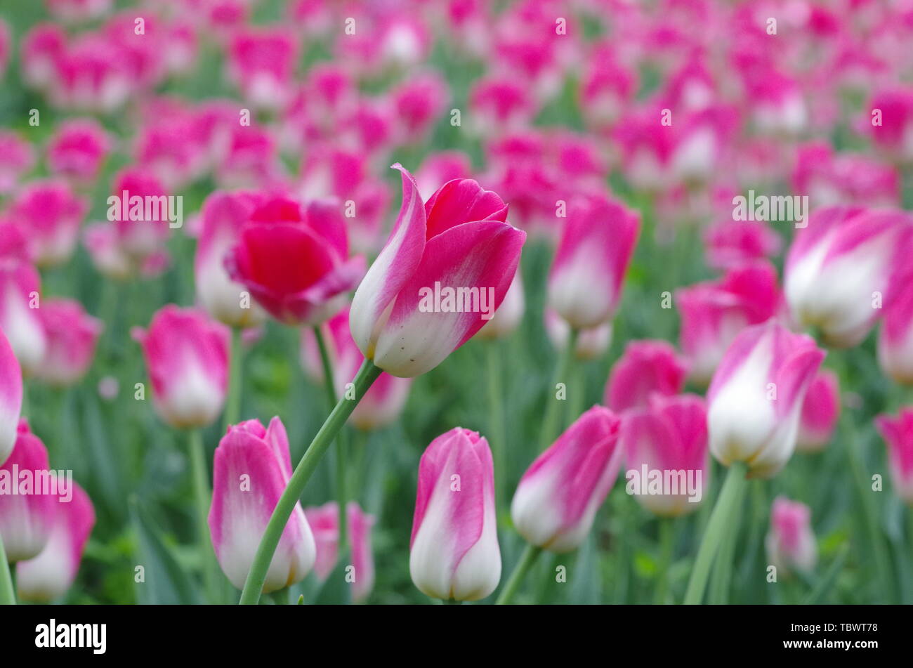 The flowers bloom, the spring is pleasant Stock Photo Alamy