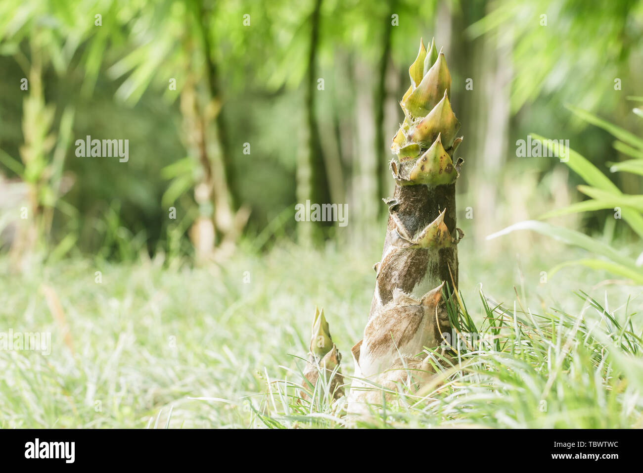 Bamboo shoots growing on grass Stock Photo Alamy