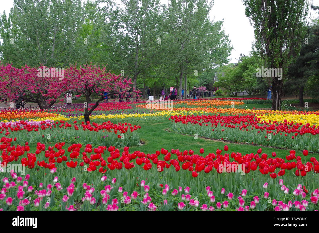 The flowers bloom, the spring is pleasant Stock Photo Alamy
