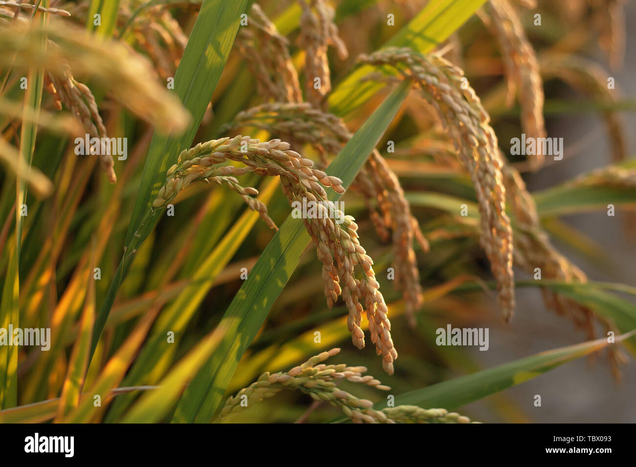 Mature rice ears Stock Photo - Alamy