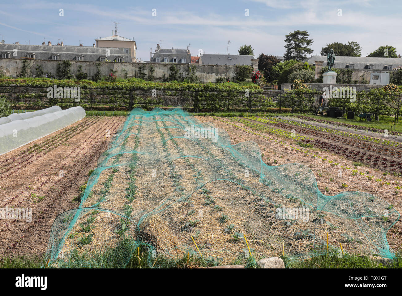 KITCHEN GARDEN OF THE KING, VERSAILLES  FRANCE Stock Photo