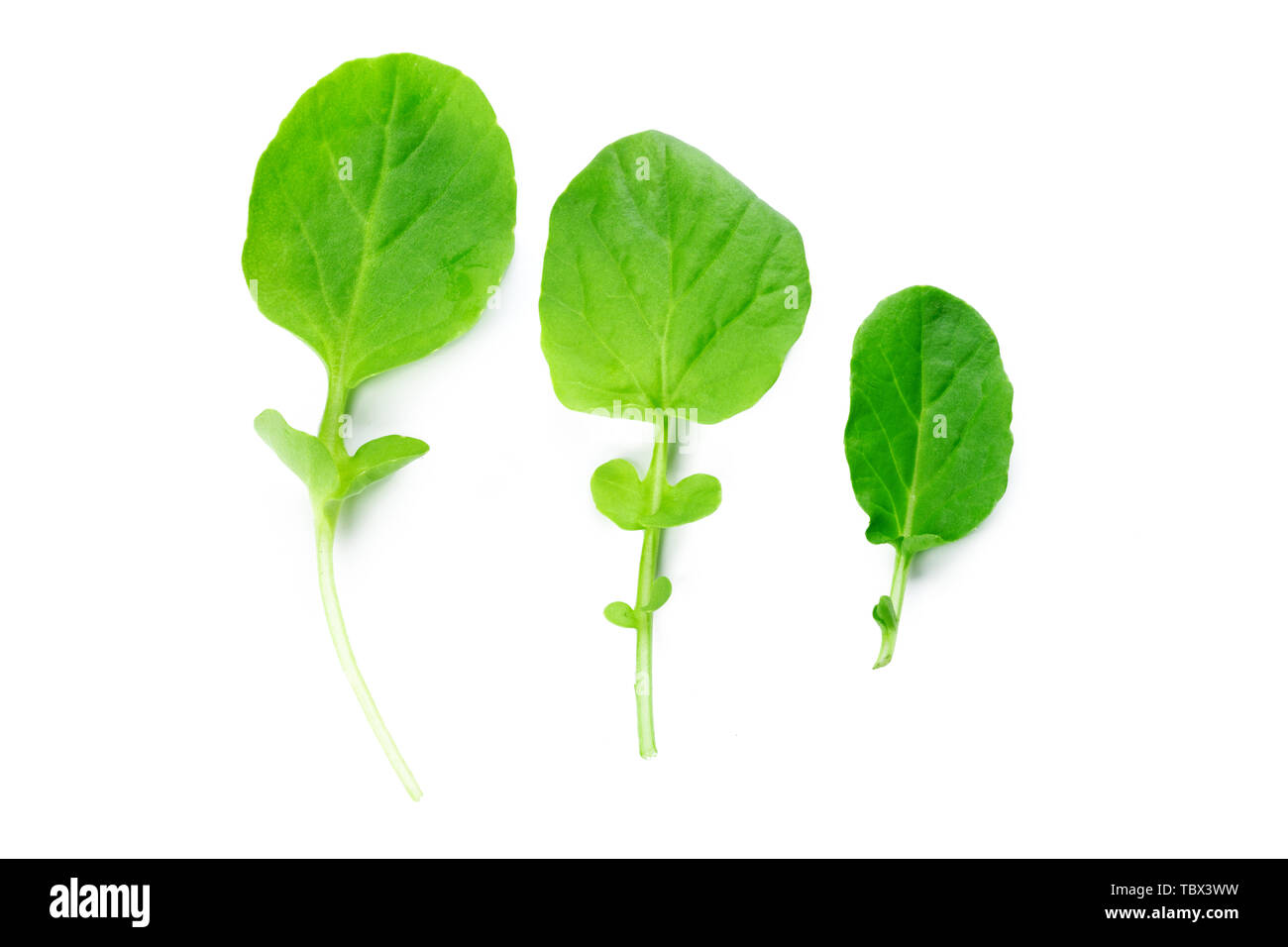 Spinach isolated on white background Stock Photo - Alamy