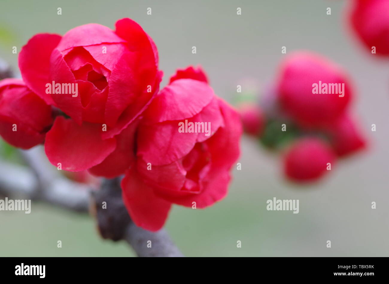 The flowers bloom, the spring is pleasant Stock Photo Alamy