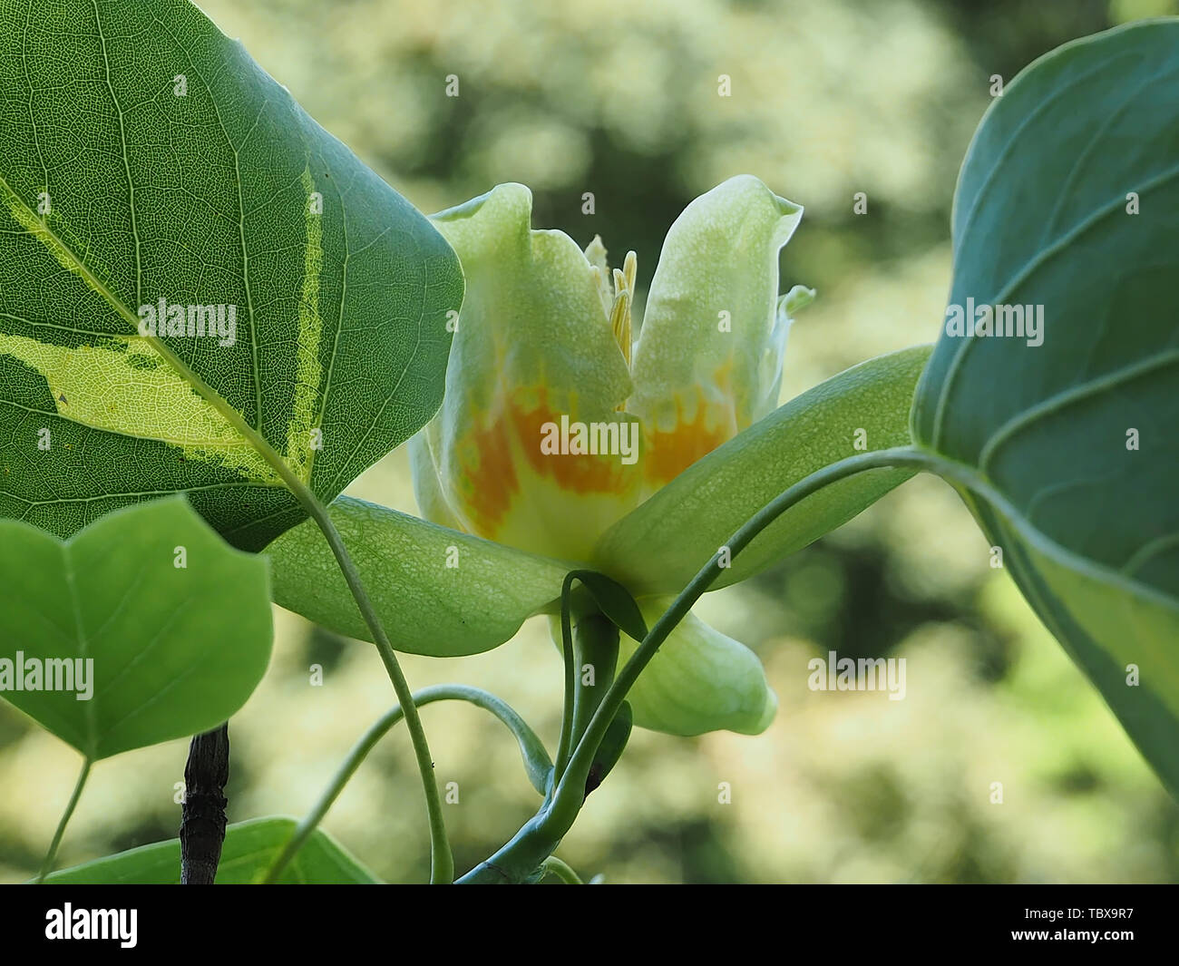 Tulip poplar tree hi-res stock photography and images - Alamy